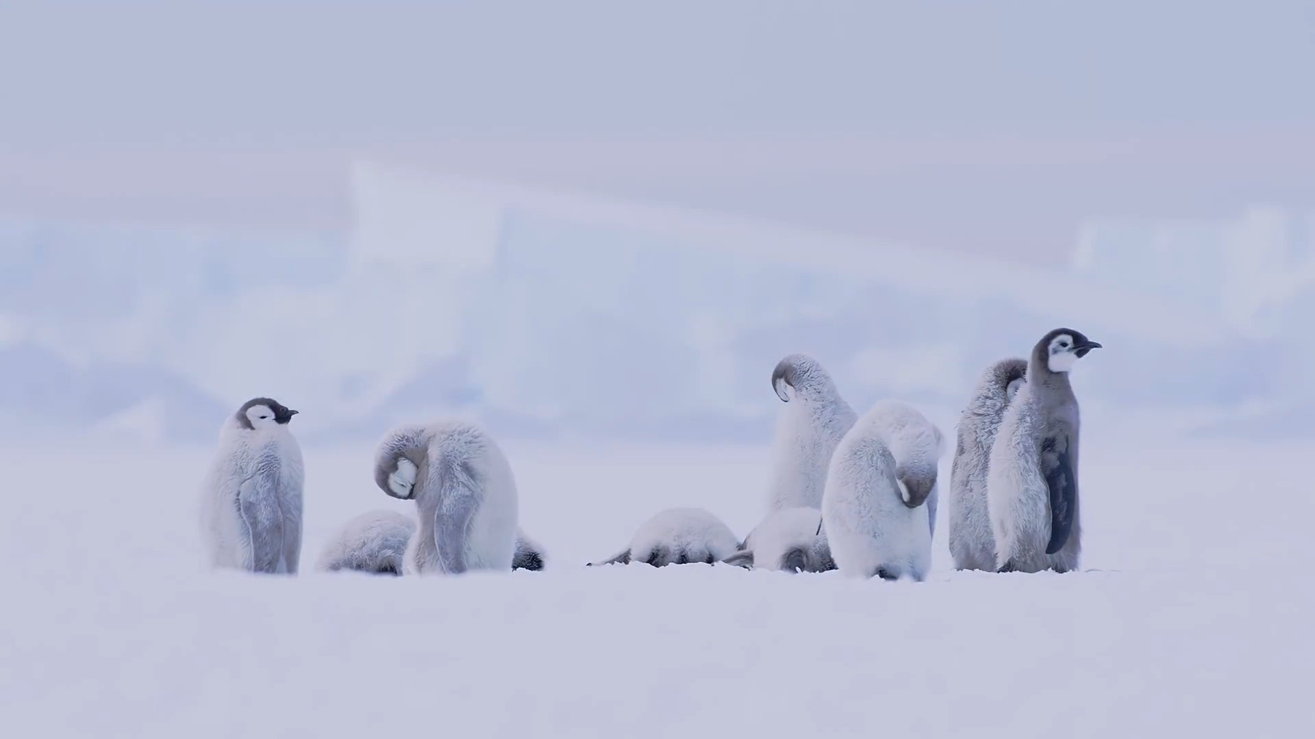 Frontière Gelée : Un Voyage aux Extrêmes de l'Antarctique - 03