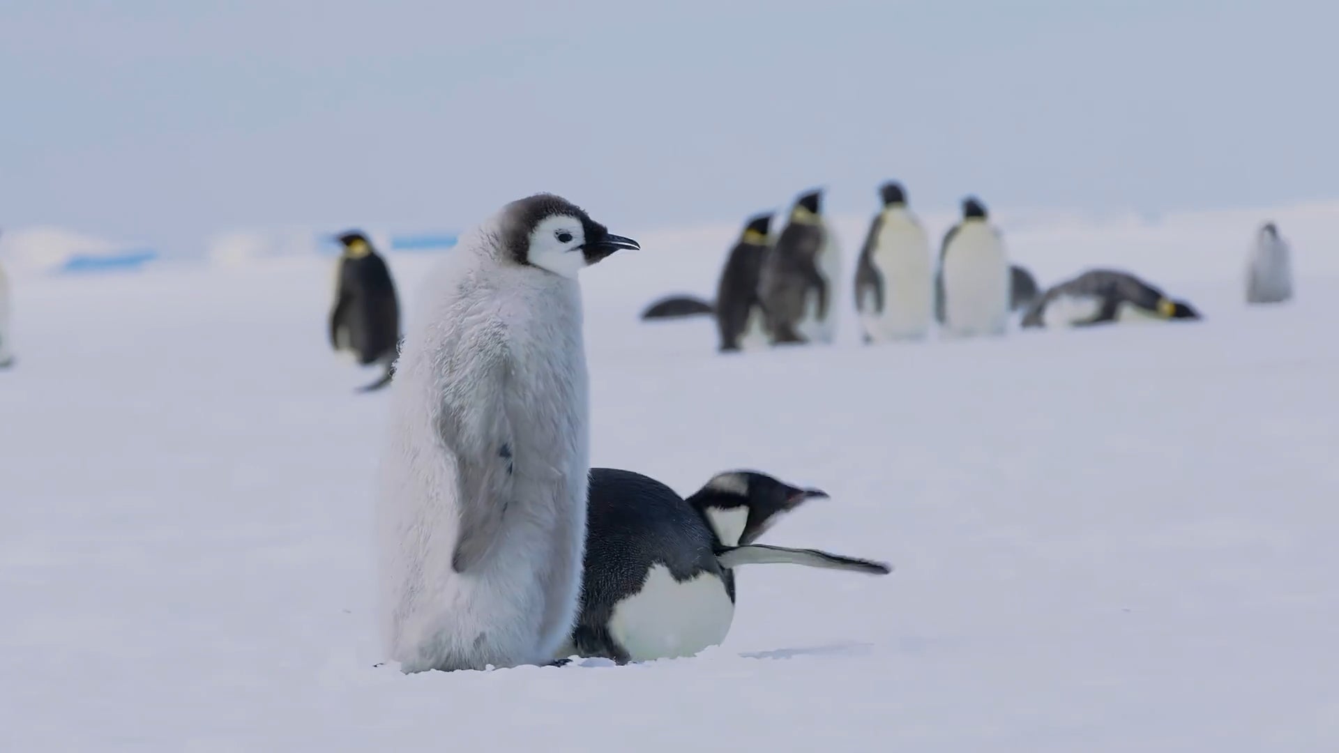 Frontière Gelée : Un Voyage aux Extrêmes de l'Antarctique - 01