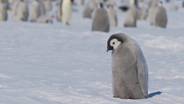 Frontière Gelée : Un Voyage aux Extrêmes de l'Antarctique - 02