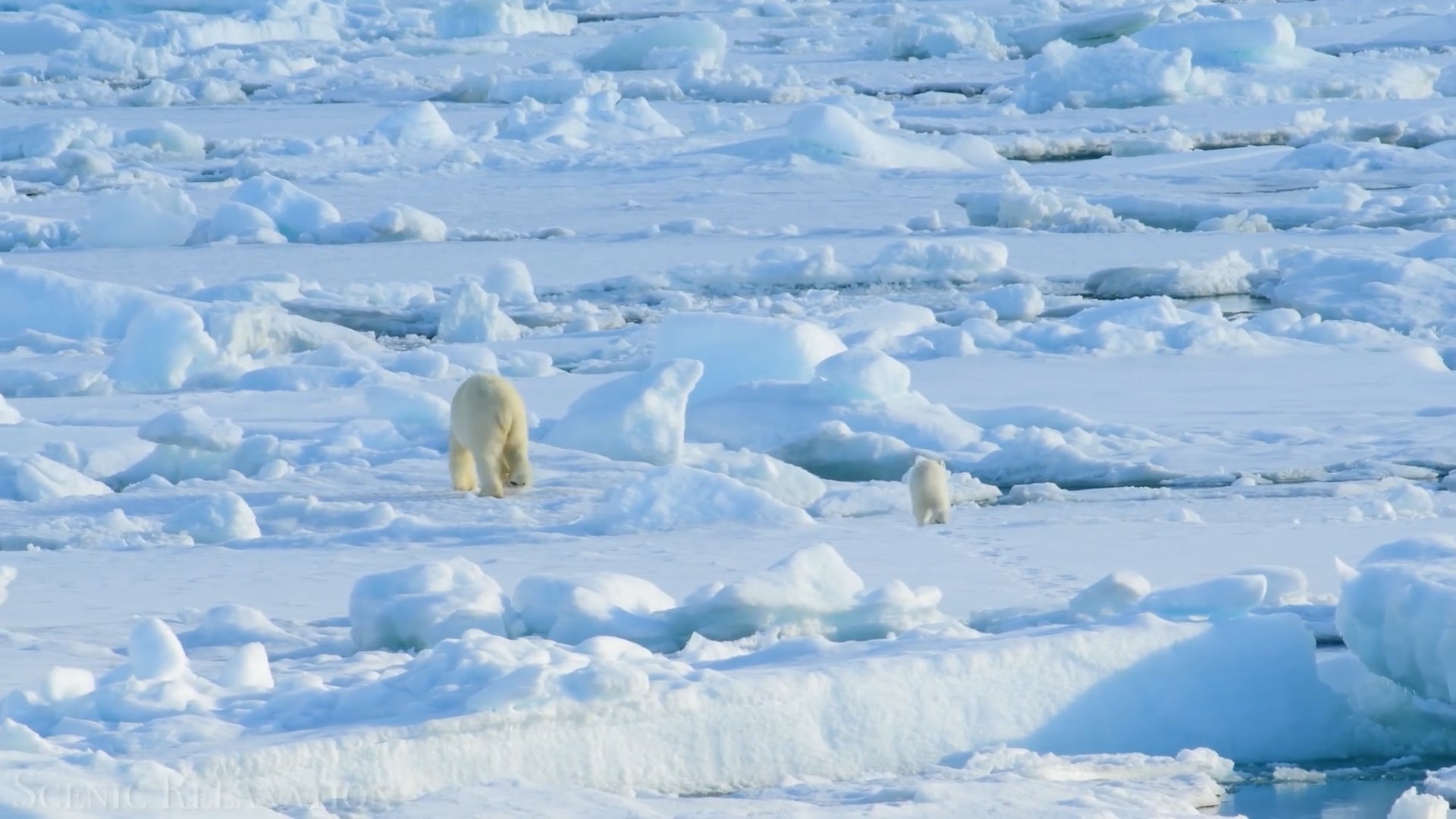 Du Pôle Nord au Pôle Sud : À la découverte de la beauté sauvage de l'Arctique - 01