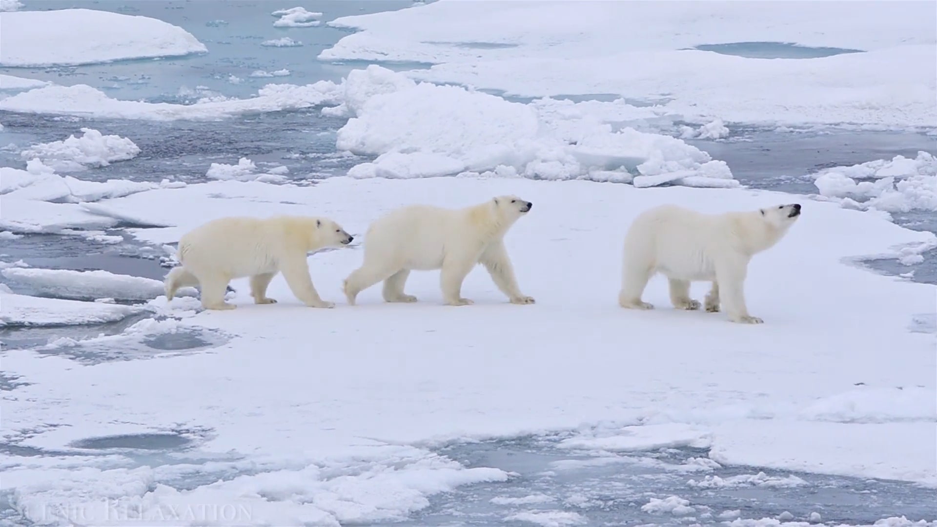 Du Pôle Nord au Pôle Sud : À la découverte de la beauté sauvage de l'Arctique - 02