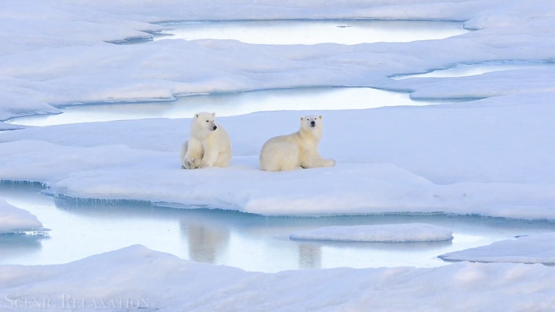 Du Pôle Nord au Pôle Sud : À la découverte de la beauté sauvage de l'Arctique - 03