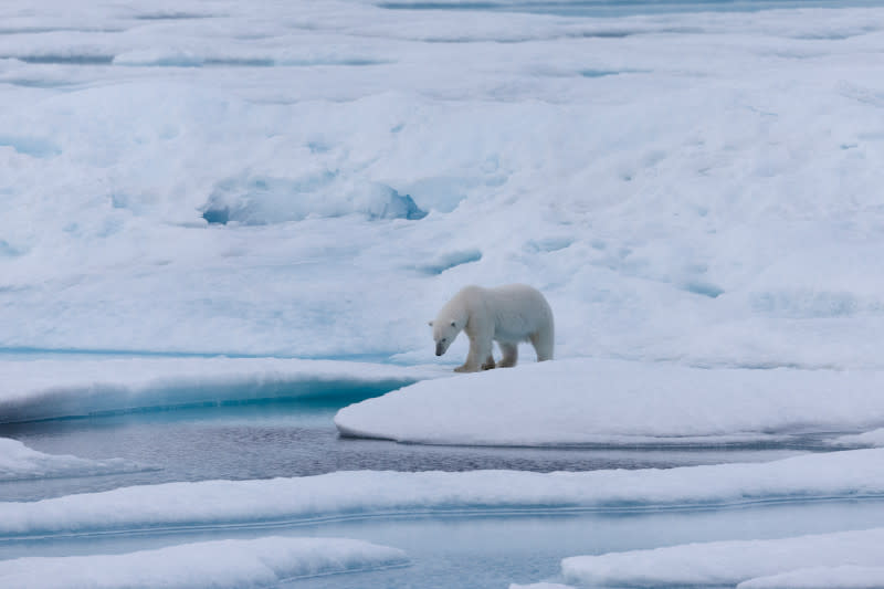Du Pôle Nord au Pôle Sud : À la découverte de la beauté sauvage de l'Arctique - 04